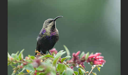 Takazzenektarvogel (Nectarinia tacazze)