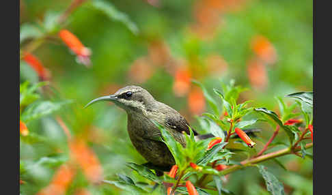 Takazzenektarvogel (Nectarinia tacazze)