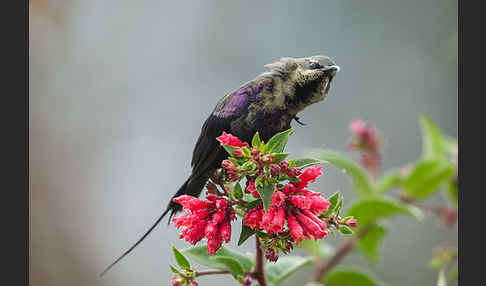 Takazzenektarvogel (Nectarinia tacazze)