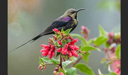 Takazzenektarvogel (Nectarinia tacazze)