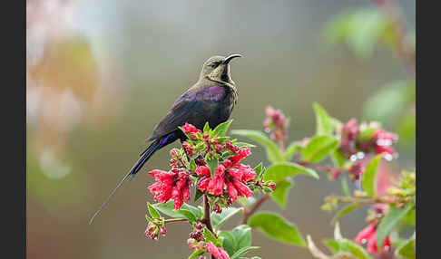 Takazzenektarvogel (Nectarinia tacazze)