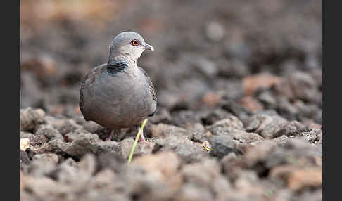 Trauerturteltaube (Streptopelia lugens)