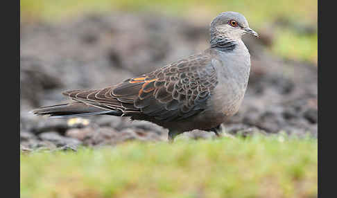 Trauerturteltaube (Streptopelia lugens)