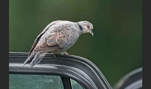 Trauerturteltaube (Streptopelia lugens)