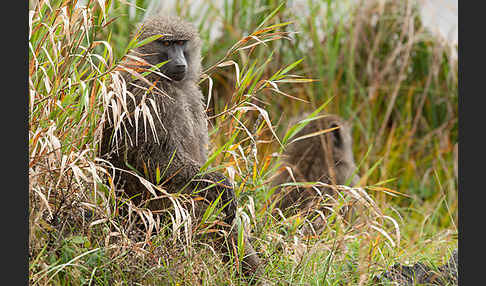 Steppenpavian (Papio cynocephalus)