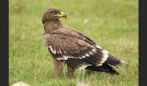 Steppenadler (Aquila nipalensis)