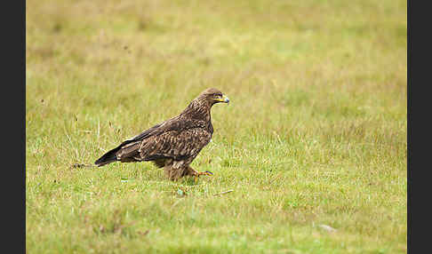 Savannenadler (Aquila rapax)