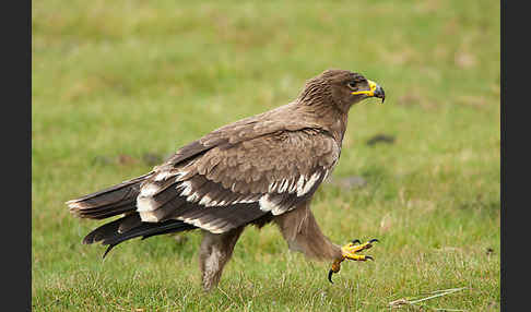 Steppenadler (Aquila nipalensis)