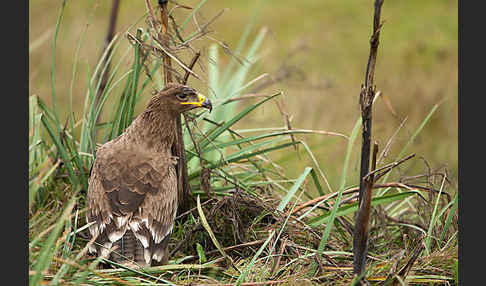 Steppenadler (Aquila nipalensis)