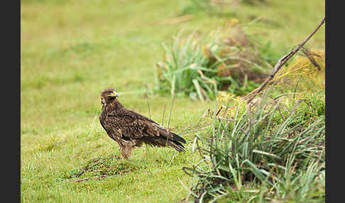 Savannenadler (Aquila rapax)