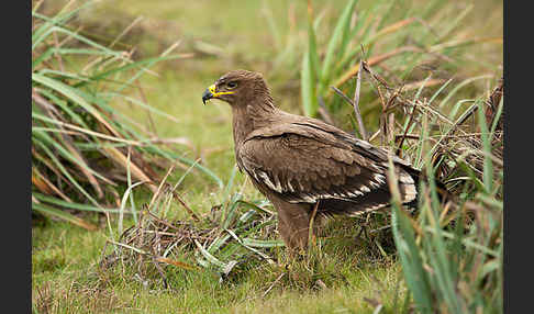 Steppenadler (Aquila nipalensis)