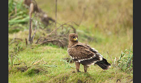 Steppenadler (Aquila nipalensis)