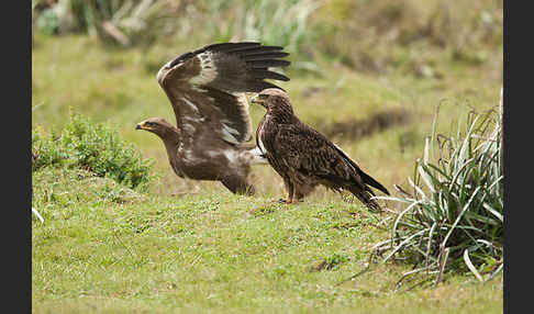 Savannenadler (Aquila rapax)