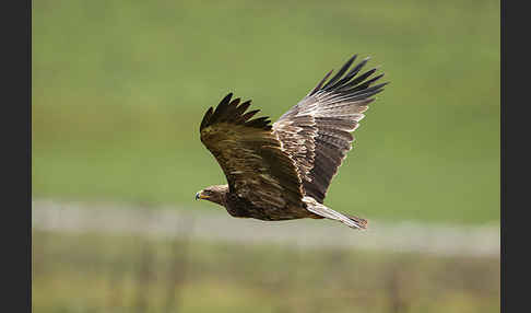 Savannenadler (Aquila rapax)