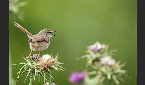 Rahmbrustprinie (Prinia subflava)