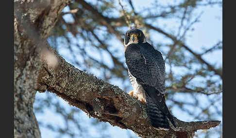 Wanderfalke ssp. 1 (Falco peregrinus minor)