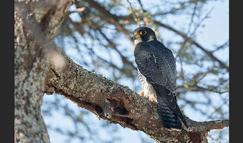 Wanderfalke ssp. 1 (Falco peregrinus minor)