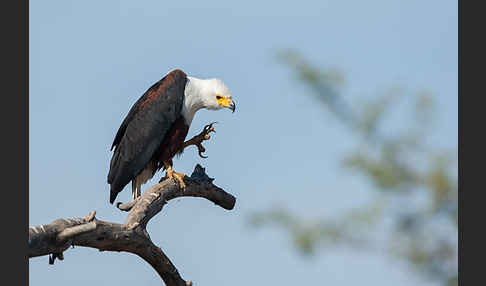 Schreiseeadler (Haliaeetus vocifer)