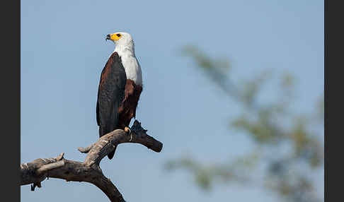 Schreiseeadler (Haliaeetus vocifer)