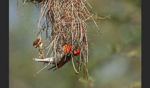 Scharlachweber (Anaplectes rubriceps)