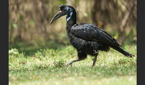 Sudanhornrabe (Bucorvus abyssinicus)