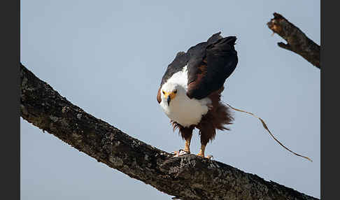 Schreiseeadler (Haliaeetus vocifer)