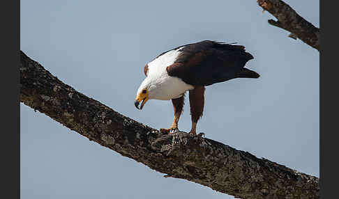 Schreiseeadler (Haliaeetus vocifer)