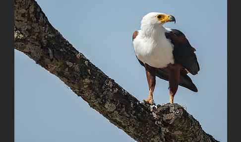 Schreiseeadler (Haliaeetus vocifer)