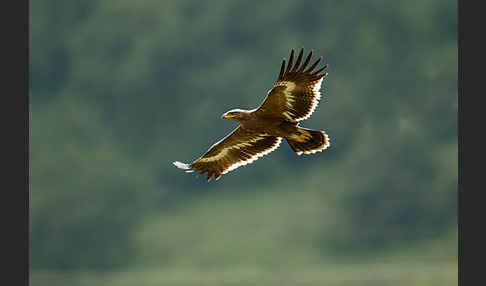 Steppenadler (Aquila nipalensis)