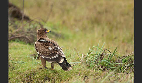 Steppenadler (Aquila nipalensis)