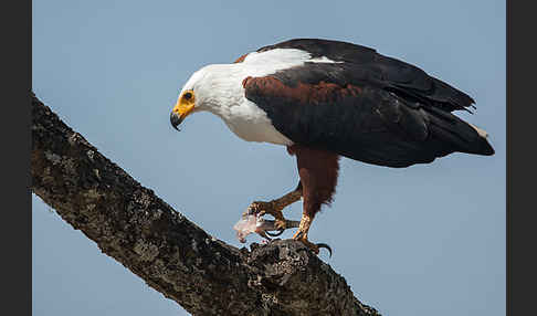 Schreiseeadler (Haliaeetus vocifer)