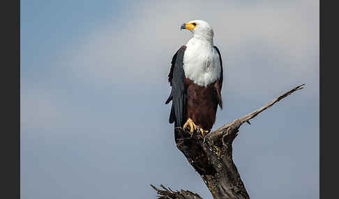 Schreiseeadler (Haliaeetus vocifer)