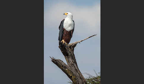 Schreiseeadler (Haliaeetus vocifer)