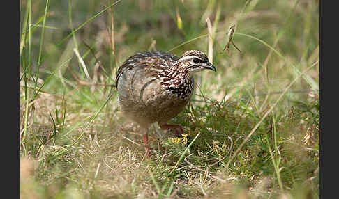 Schopffrankolin (Francolinus sephaena)