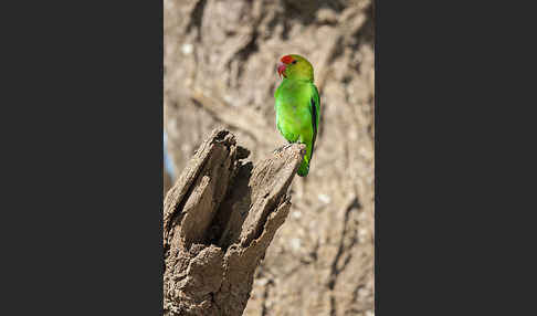 Tarantapapagei (Agapornis taranta)