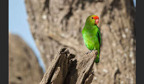 Tarantapapagei (Agapornis taranta)