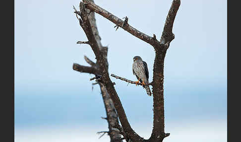 Zwergsperber (Accipiter minullus)