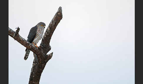 Zwergsperber (Accipiter minullus)