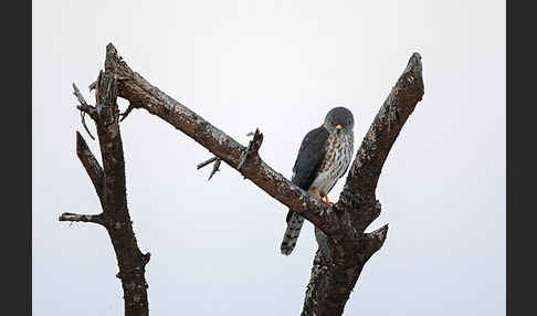 Zwergsperber (Accipiter minullus)