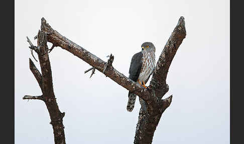 Zwergsperber (Accipiter minullus)