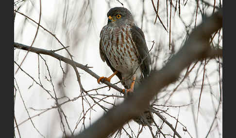 Zwergsperber (Accipiter minullus)