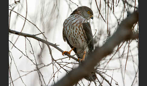 Zwergsperber (Accipiter minullus)