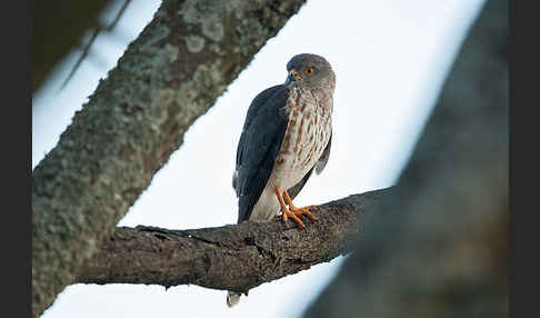 Zwergsperber (Accipiter minullus)