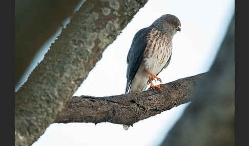 Zwergsperber (Accipiter minullus)