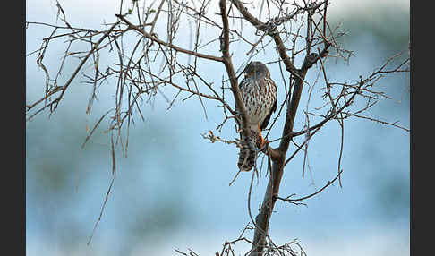 Zwergsperber (Accipiter minullus)