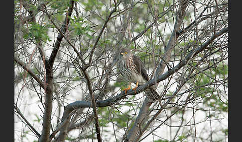 Zwergsperber (Accipiter minullus)