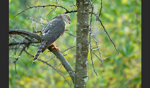 Zwergsperber (Accipiter minullus)