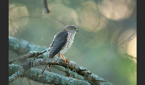 Zwergsperber (Accipiter minullus)