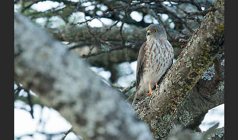 Zwergsperber (Accipiter minullus)