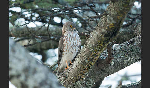 Zwergsperber (Accipiter minullus)